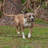 Thor the Terrier