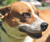 Freddy the Basenji