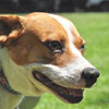 Freddy the Basenji