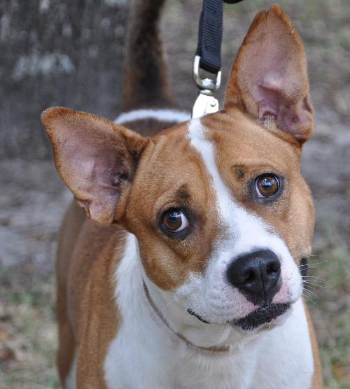 Freddy the Basenji