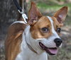 Freddy the Basenji