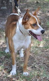 Freddy the Basenji