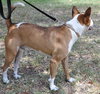 Freddy the Basenji