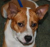 Freddy the Basenji