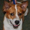 Freddy the Basenji