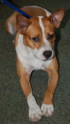 Freddy the Basenji