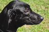 Viola the Lab