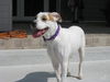 Peggy the Pretty Girl