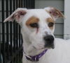 Peggy the Pretty Girl
