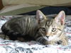 Pepper The Kitten