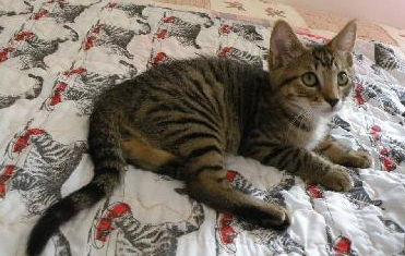 Pepper The Kitten