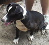 Sadie