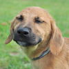 Tulla the Hound