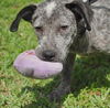 Georgia the Cattledog