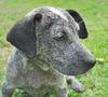 Georgia the Cattledog
