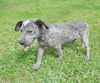 Georgia the Cattledog