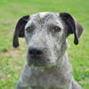 Georgia the Cattledog