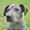 Georgia the Cattledog