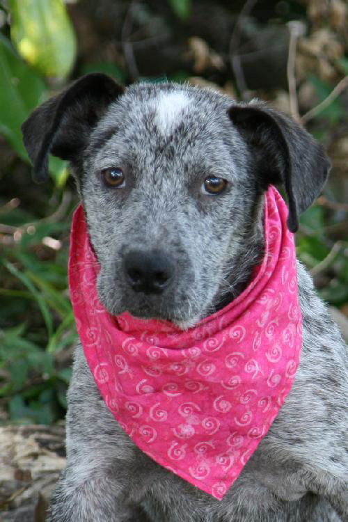 Georgia the Cattledog