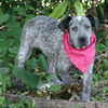 Georgia the Cattledog