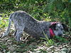 Georgia the Cattledog