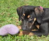 Flower the Hound Puppy