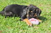 Flower the Hound Puppy
