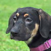 Flower the Hound Puppy