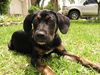 Shannon the Hound