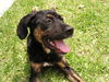 Shannon the Hound