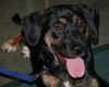 Shannon the Hound