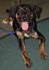 Shannon the Hound