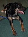 Shannon the Hound