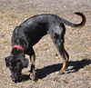 Shannon the Hound