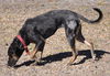 Shannon the Hound