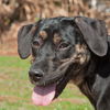 Shannon the Hound
