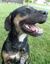 Shannon the Hound