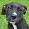 Trixie the Lab Puppy