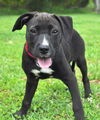 Trixie the Lab Puppy