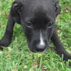 Willy the Lab Puppy