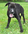 Willy the Lab Puppy