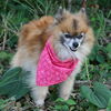 Leona the Pom