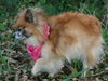 Leona the Pom