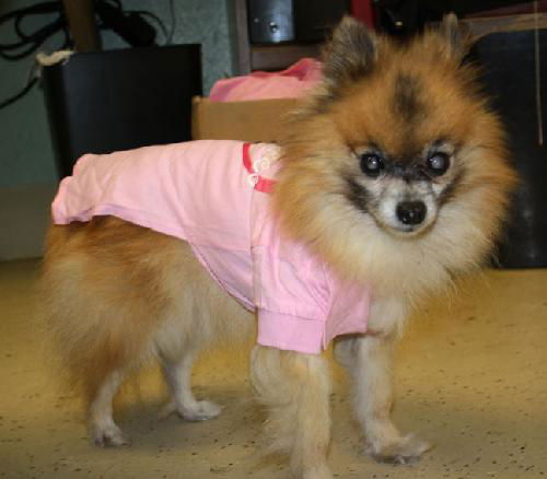 Leona the Pom
