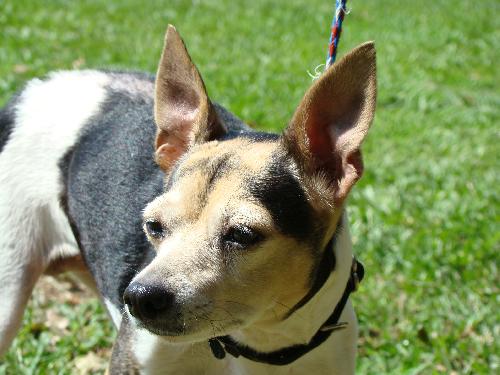Roxie the Rat Terrier