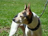 Roxie the Rat Terrier