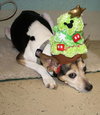 Roxie the Rat Terrier