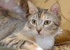 Athena the Toast Munching Cat