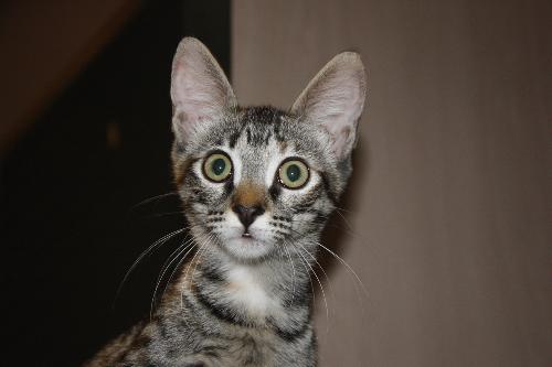 Pierre the brave little kitten's Web Page Pierre the brave little kitten's Web Page