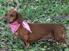 Gidget the Dachshund